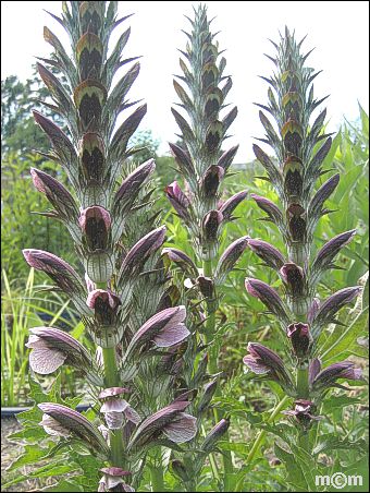 Acanthus