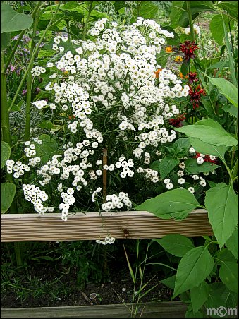 Achillea