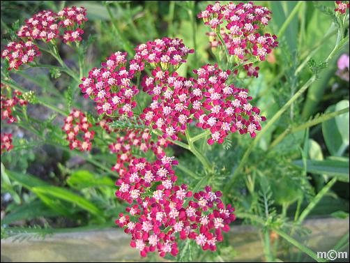 Achillea