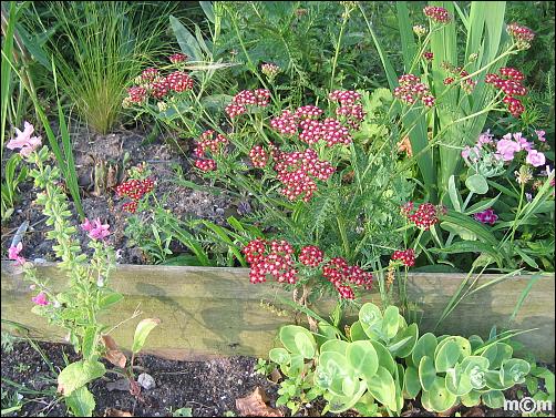 Achillea