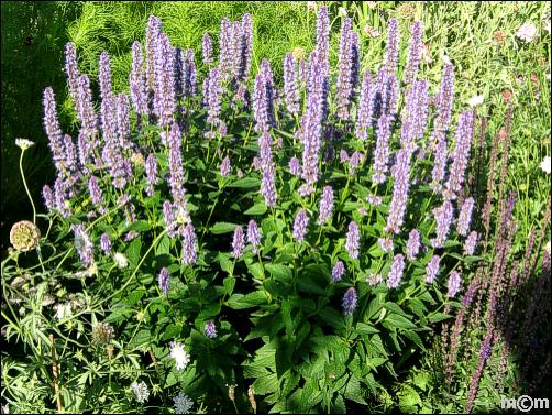 Agastache