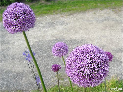 Allium