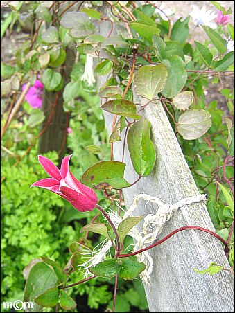 Clematis