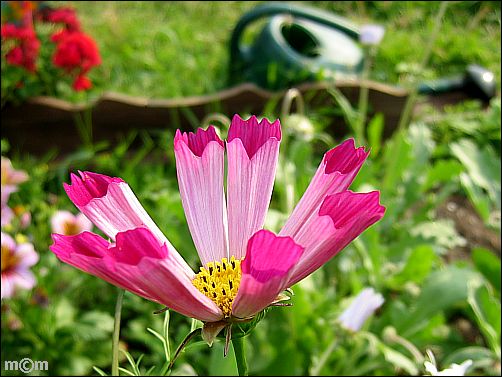 Cosmea