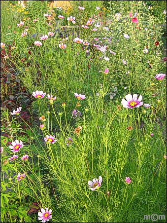 Cosmea