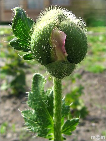 Papaver