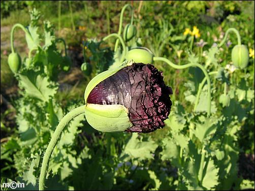 Papaver