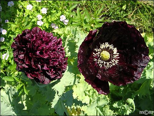 Papaver