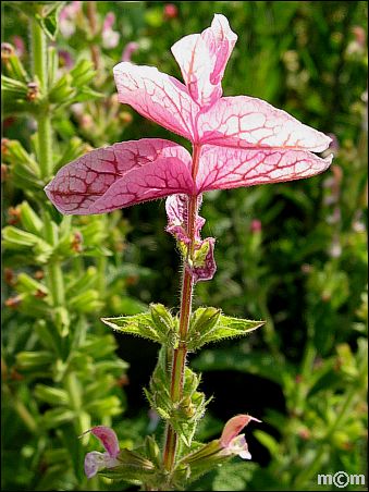 Salvia