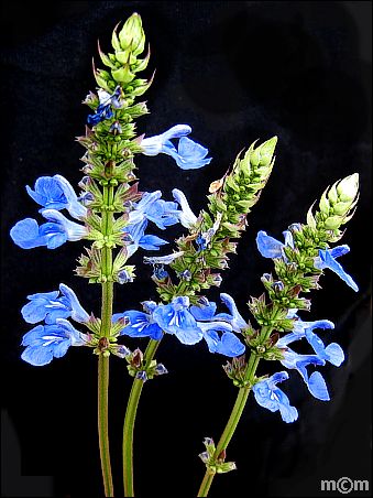 Salvia