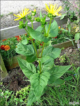 Silphium