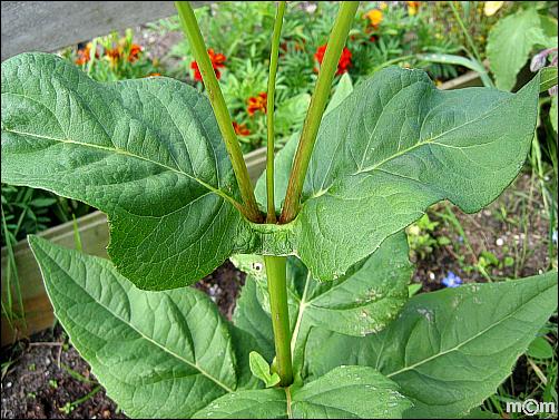 Silphium