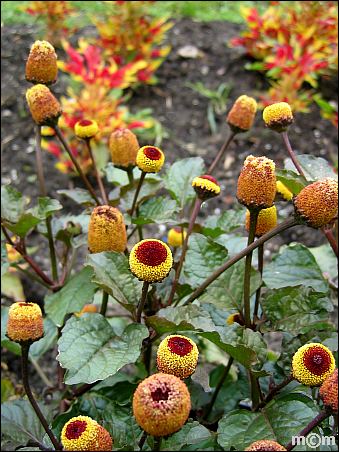 Spilanthes