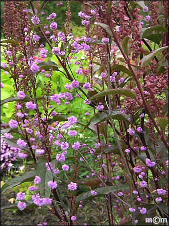 Thalictrum