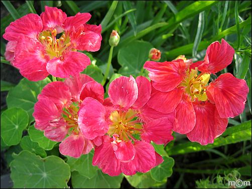 Tropaeolum