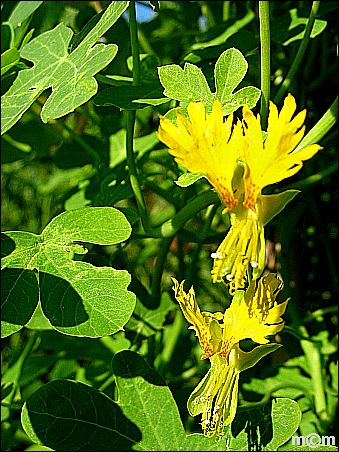 Tropaeolum