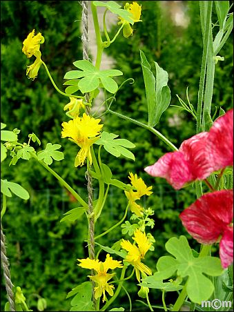 Tropaeolum