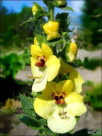 Verbascum