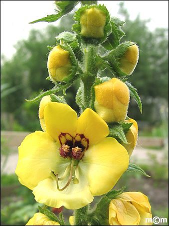 Verbascum