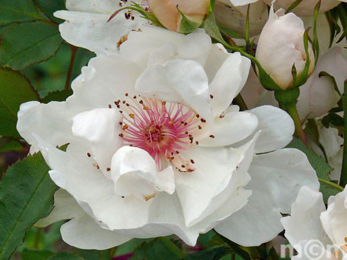 Rosaceae