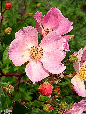 Rosaceae